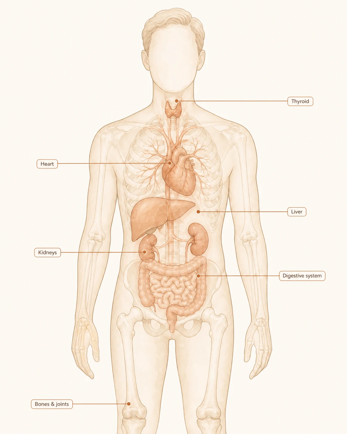 Illustration of the body with the bones and joints, heart, liver, kidneys and thyroid labelled