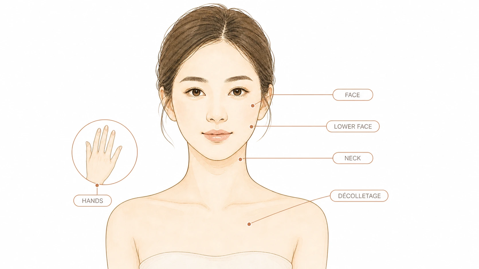 Illustration of a woman with the face, lower face, neck, décolletage and hands labelled
