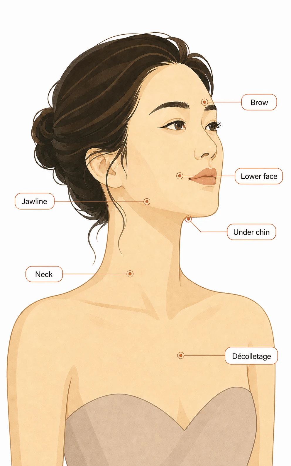Illustration labelling the brow, lower face, jawline, under the chin, neck and décolletage