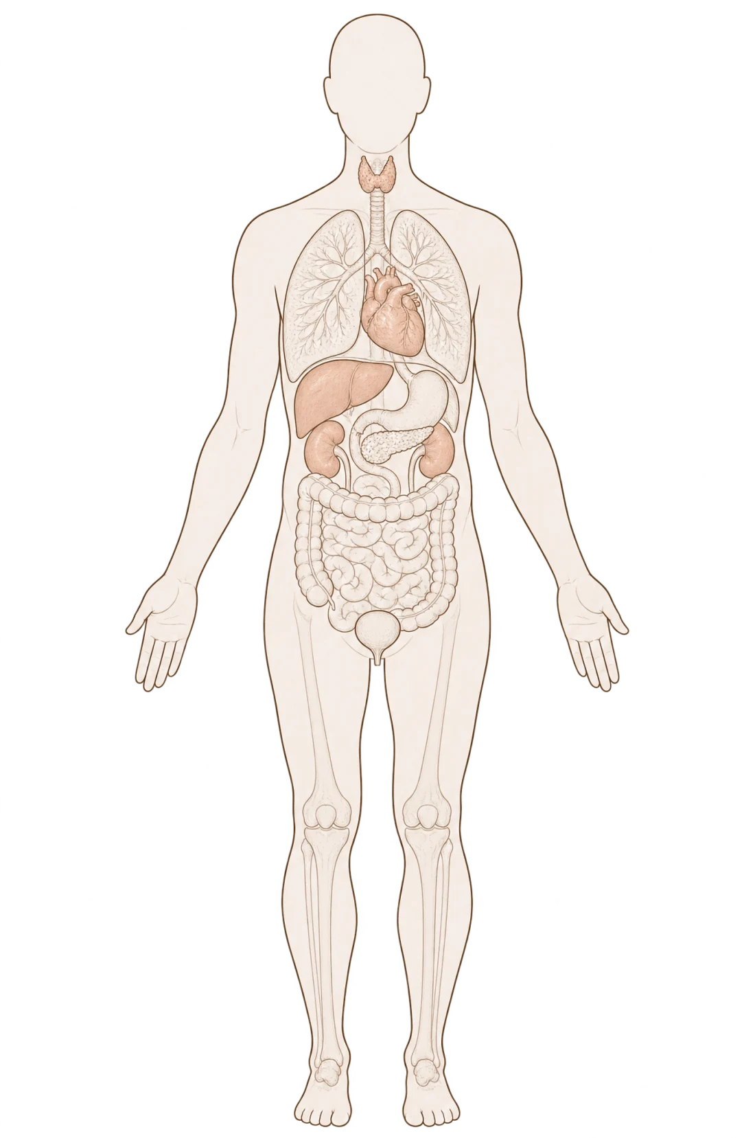 Line drawing of the body marking what Fusion Merdeka Silver checks: eyes, thyroid, heart, liver, blood sugar, kidneys & urine, blood, bowel and bones & joints