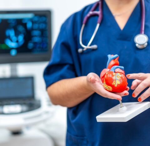 Close-up photo of a cardiologist holding a plastic heart shape model that helps to give information